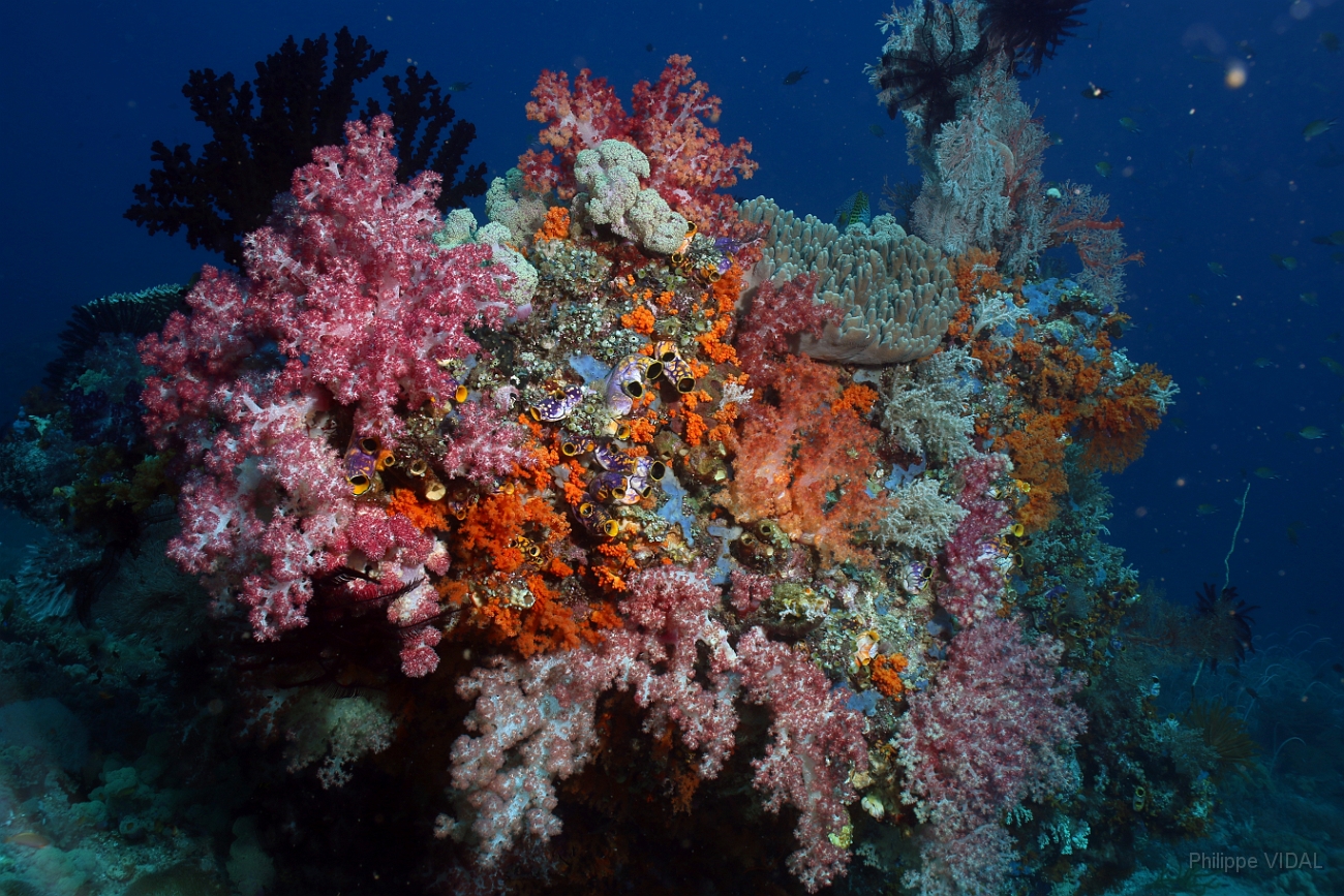 Raja Ampat 2016 - Corail - IMG_4401_rc.jpg